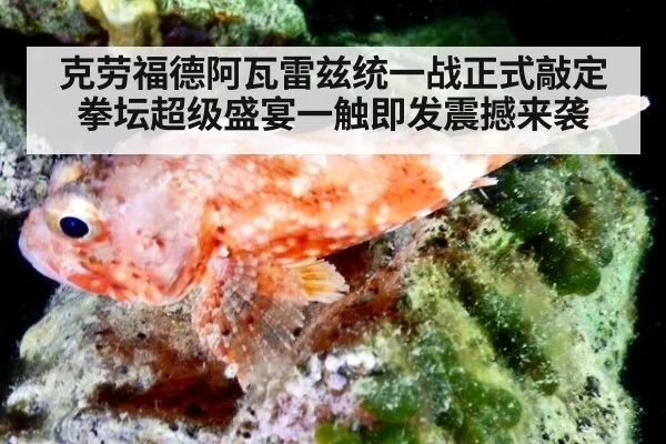 克劳福德阿瓦雷兹统一战正式敲定拳坛超级盛宴一触即发震撼来袭